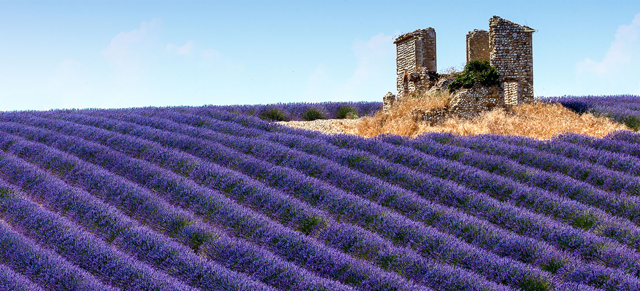Foto: Blaue blühendes Lavendelfeld mit verfallenem Wackersteinhaus im oberen rechten Drittel des Bildes.