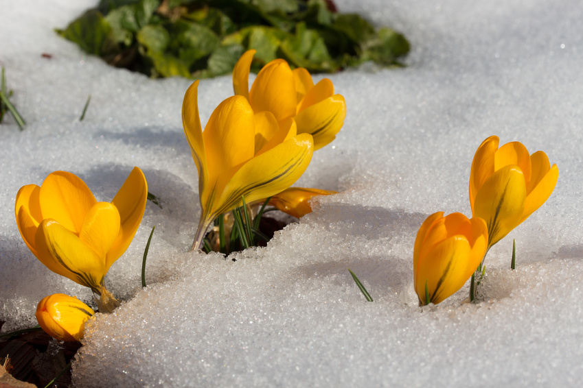 Gelbe Krokusblüten durchbrechen eine Schneedecke